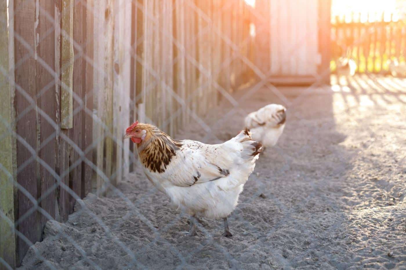 chicken fence