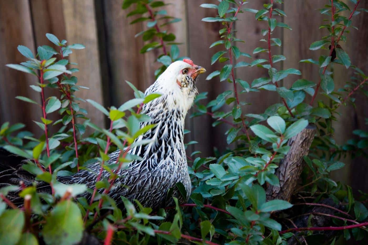 chickens in bush