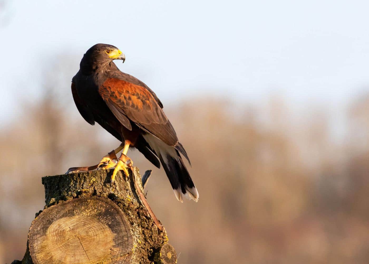 protect your chickens from predators harris hawk