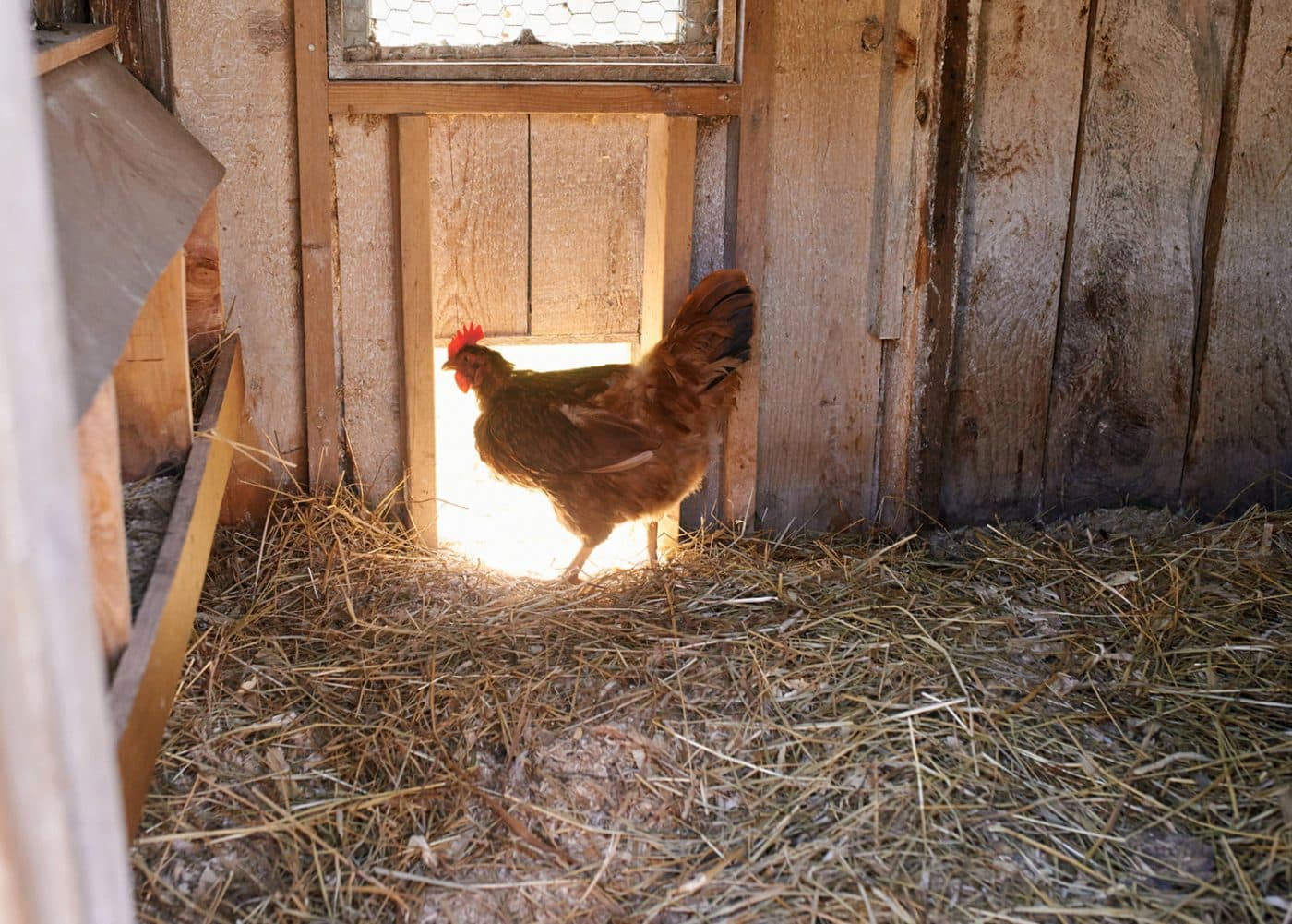 automatic chicken coop door sale