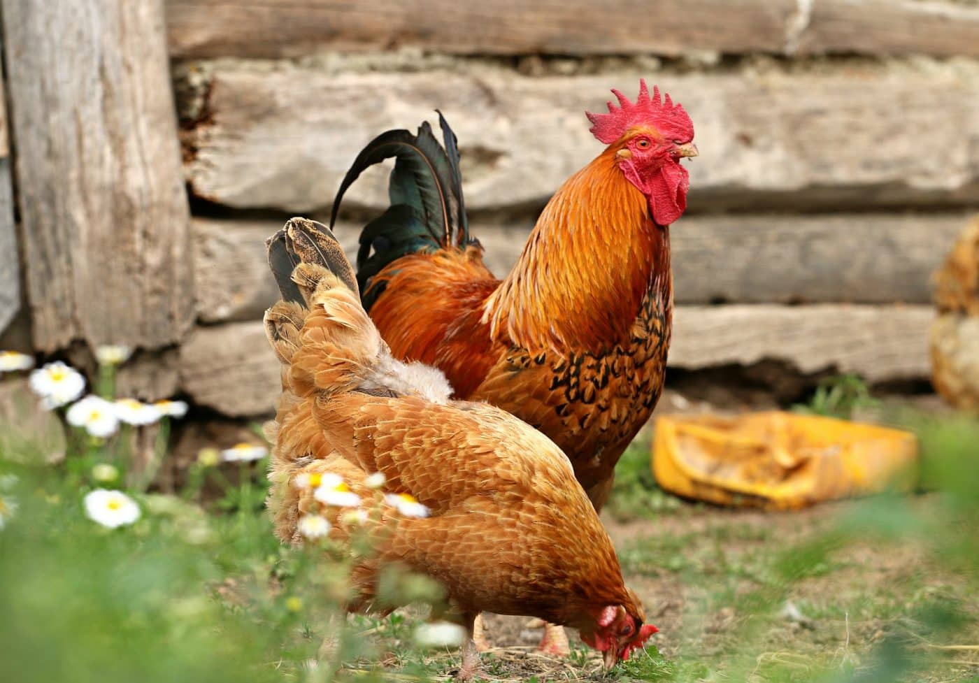 chicken coop door