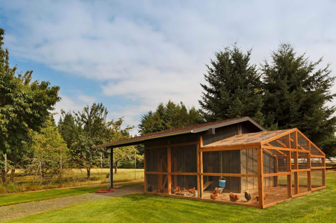 bear proof chicken coop area around coop clear