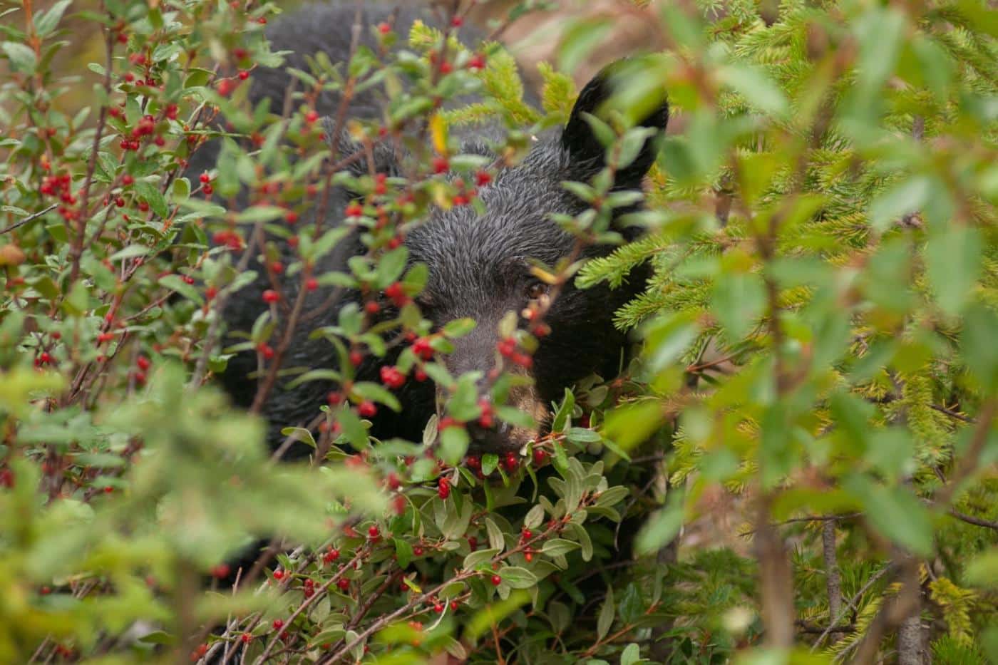 bear proof chicken coop black bear in brush