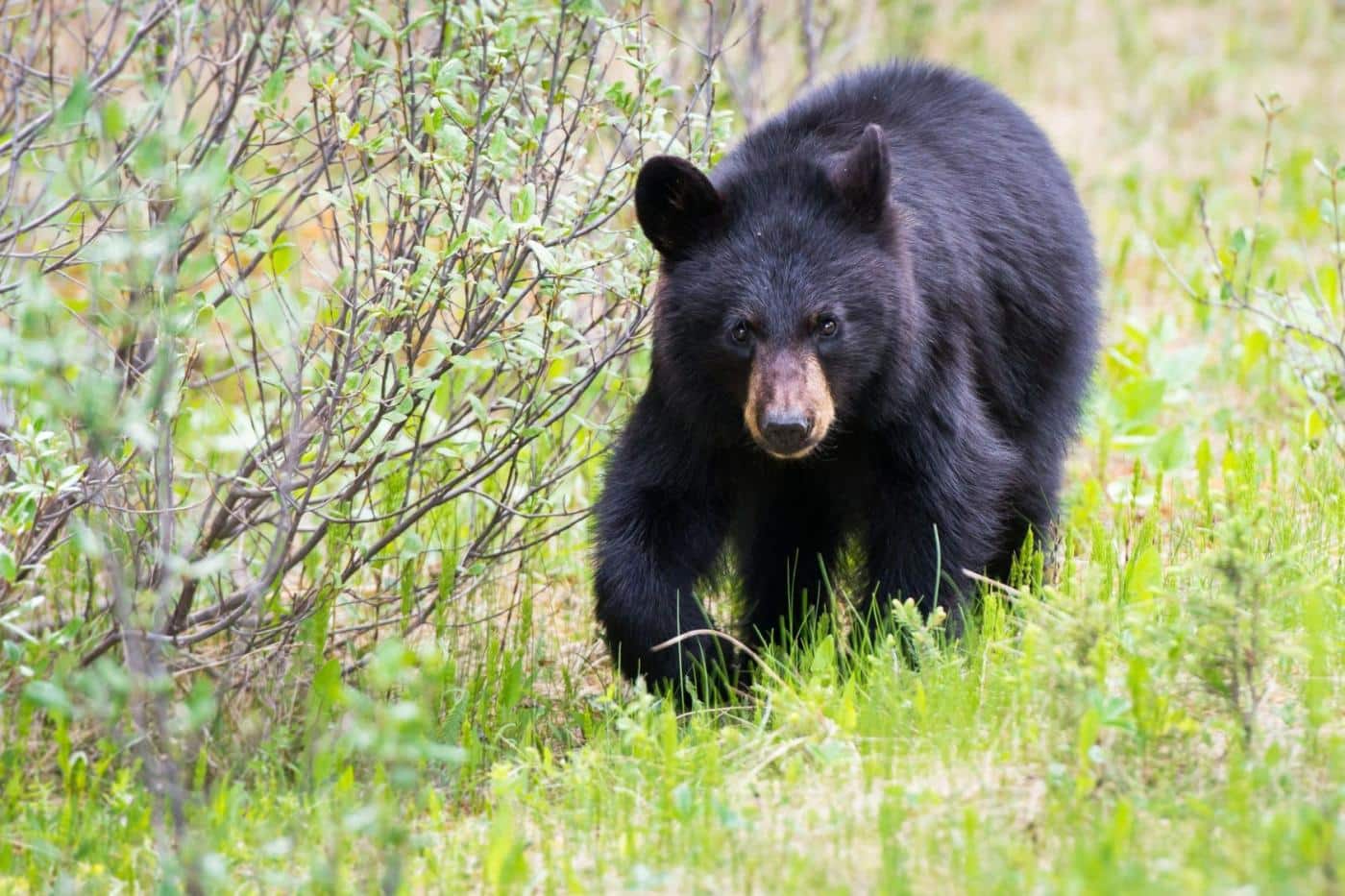 bear proof chicken coop- black bear