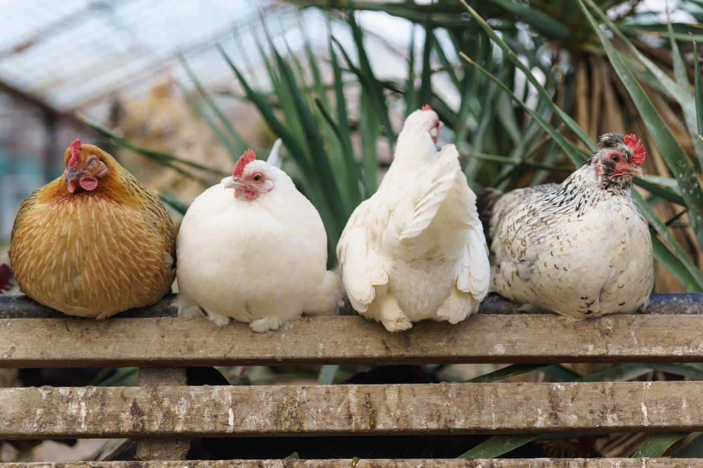 bear proof chicken coop chickens in chicken coop