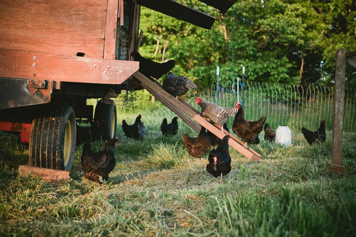 bear proof chicken coop elevated coop