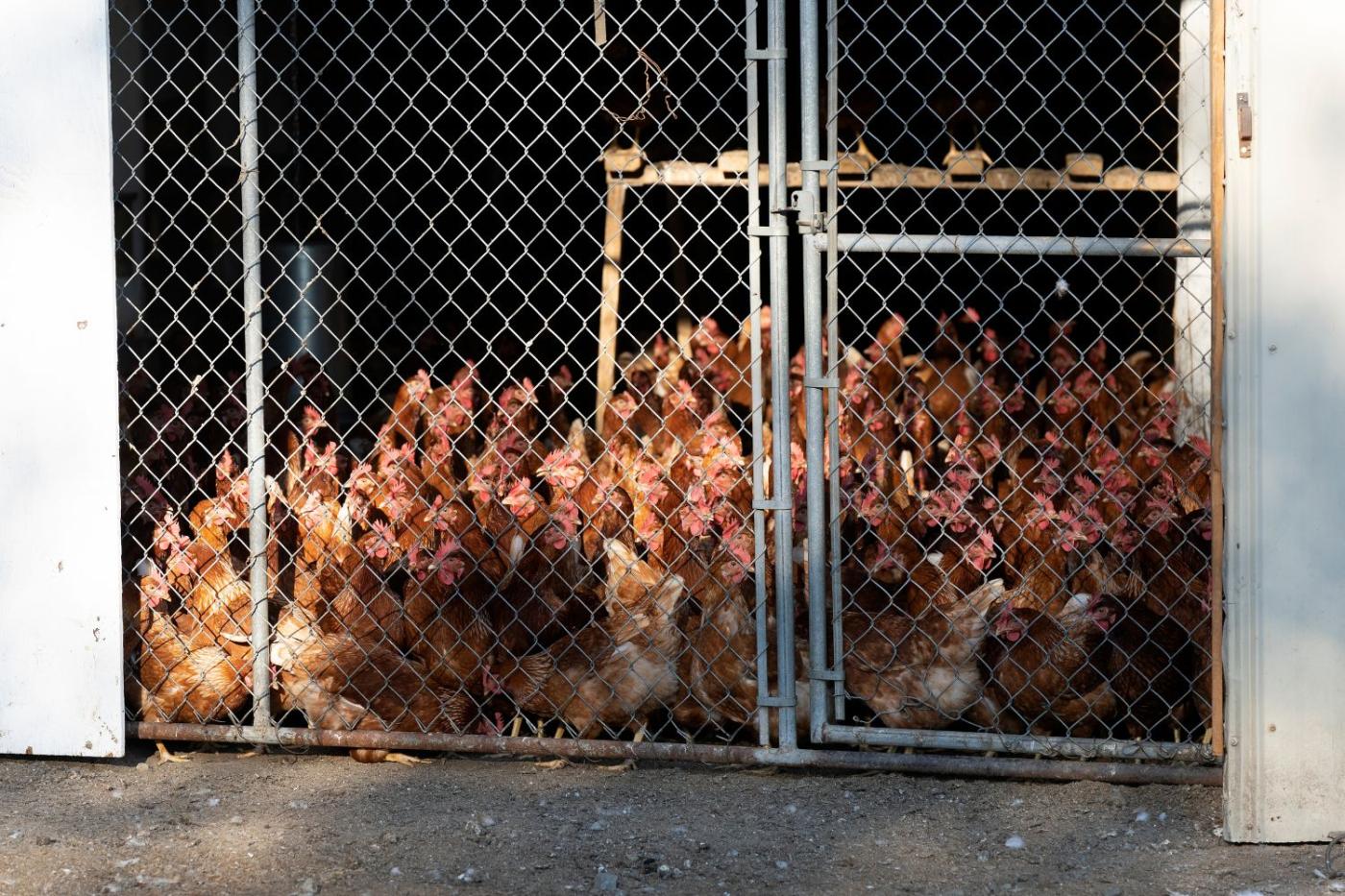 bear proof chicken coop strong fencing