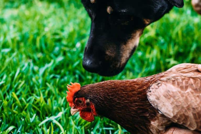 dogs and chickens living in harmony