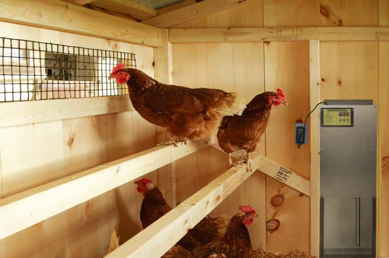 dogs and chickens roosting space