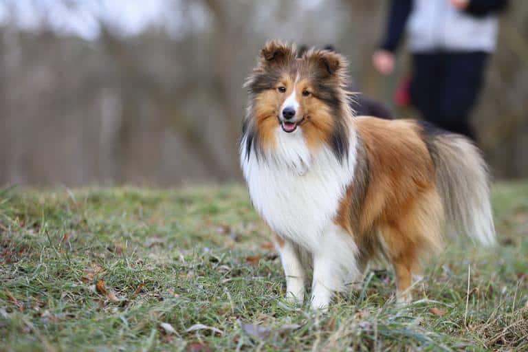 sheep dogs and chickens