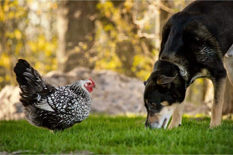 dogs and chickens as toys