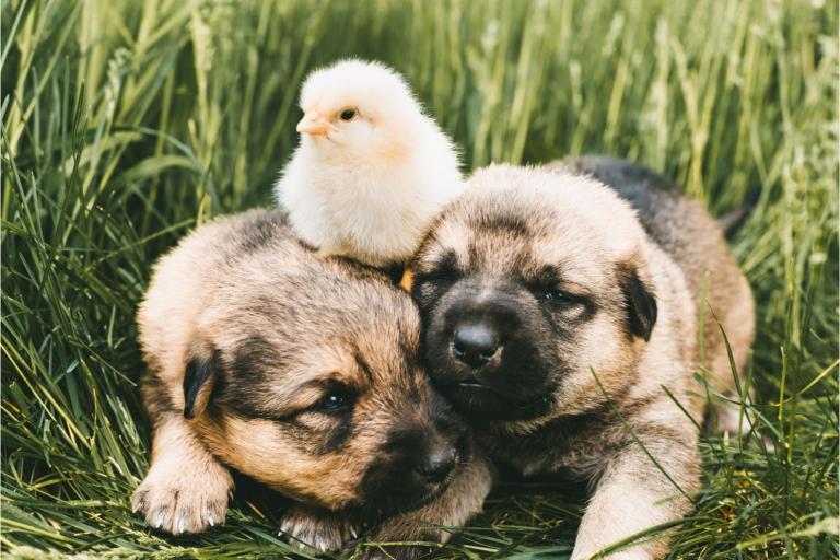 dogs and chickens coexisting