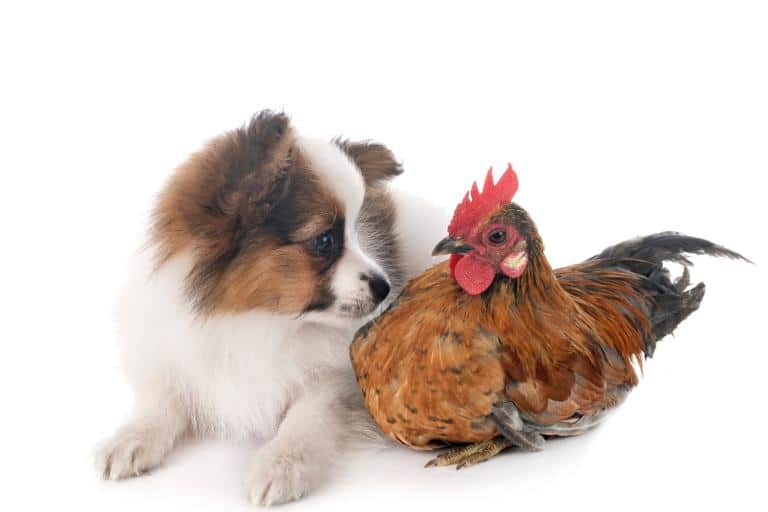 dogs and chickens living separately