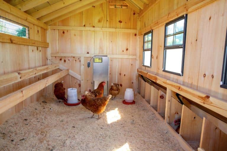 fox proof a chicken coop