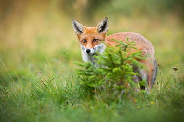 fox proof a chicken coop cunning fox