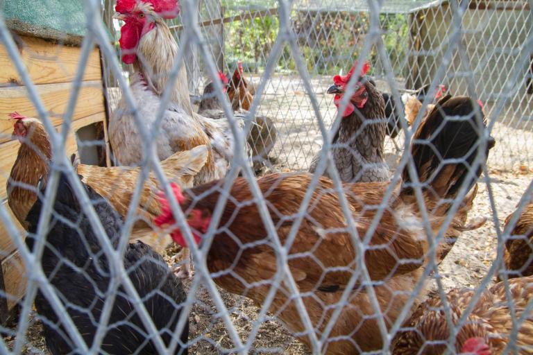 fox proof a chicken coop fence