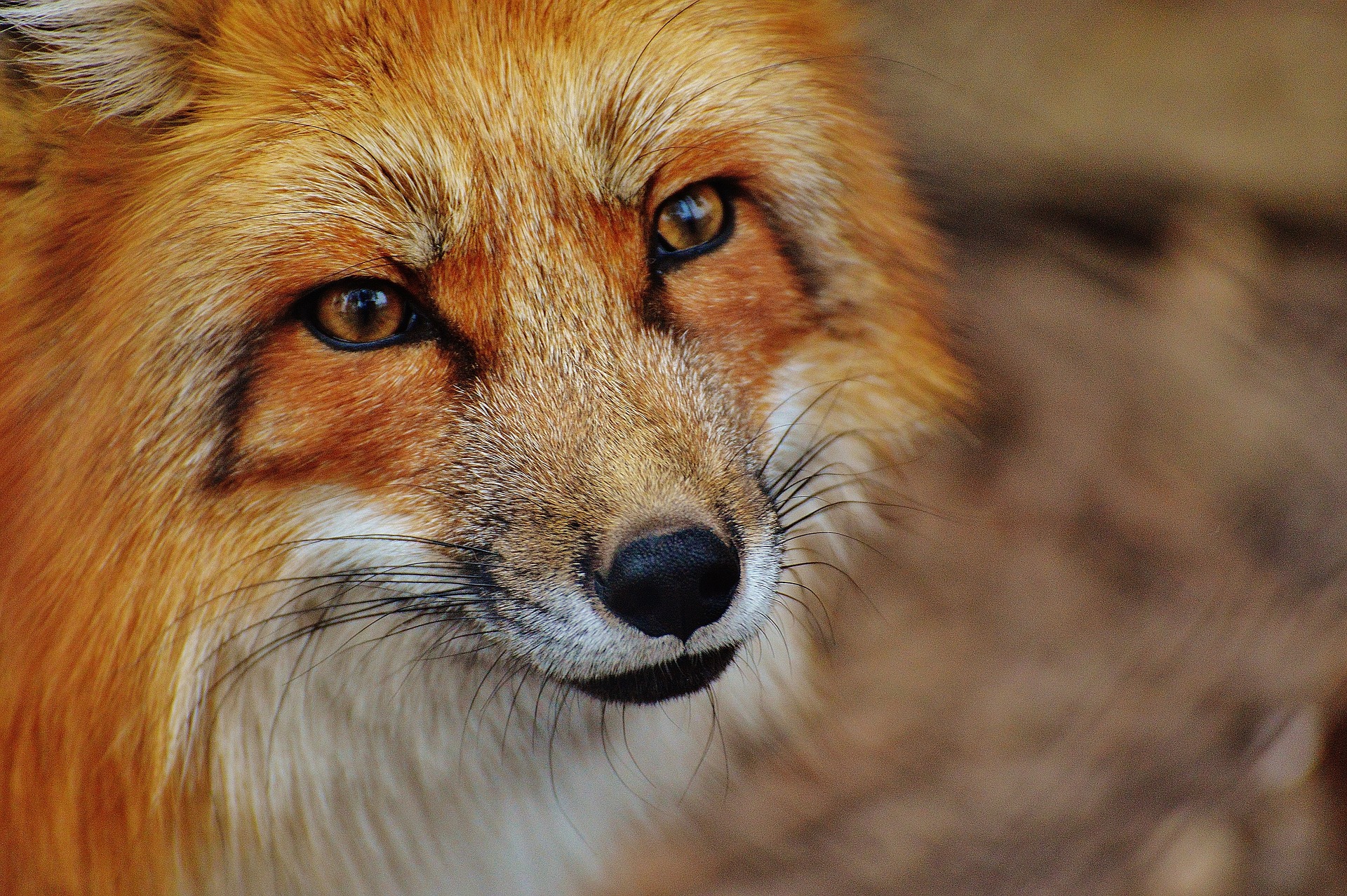 fox proof a chicken coop fox 1