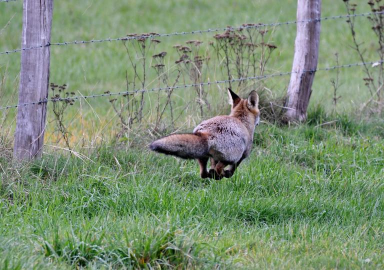 fox proof a chicken coop running fox