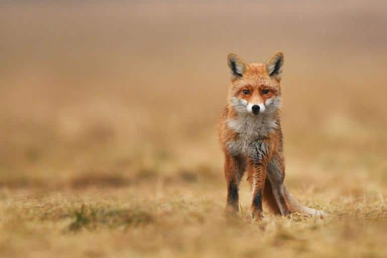 fox proof a chicken coop solitary fox