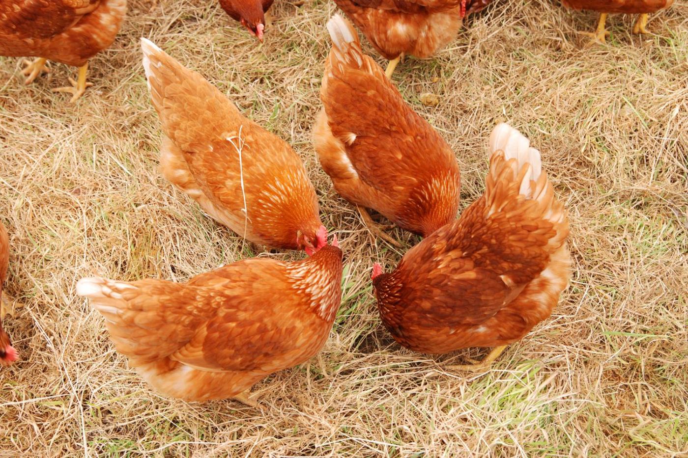 how to keep hawks away from chickens detterents hens in field