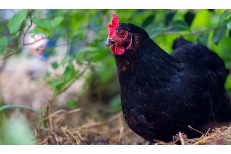 how to keep hawks away from chickens