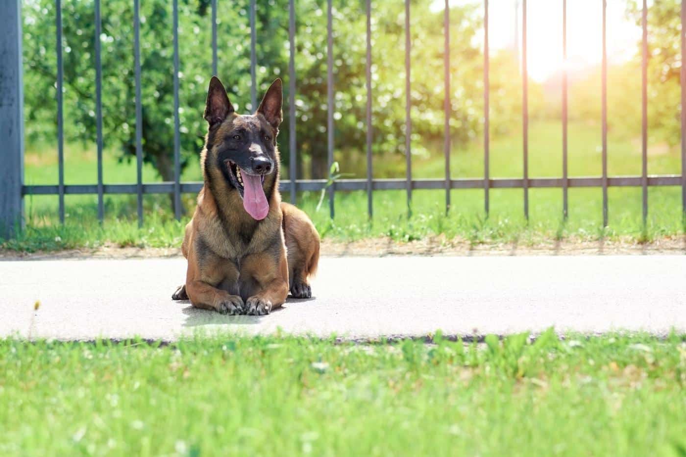 how to keep hawks away from chickens- guard dog