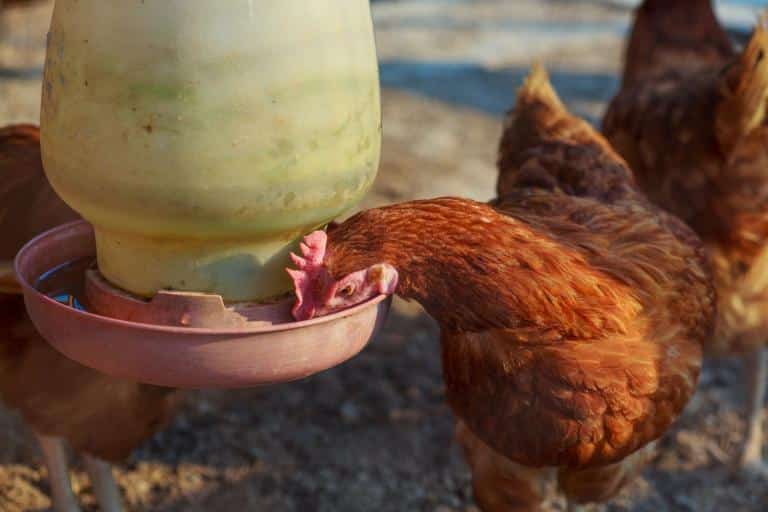 how to keep hawks away from chickens feeder