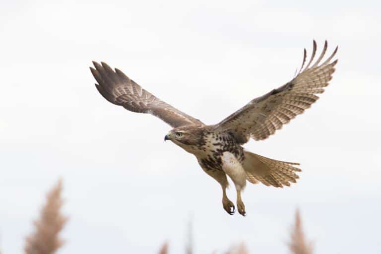 how to keep hawks away from chickens- red tailed hawk