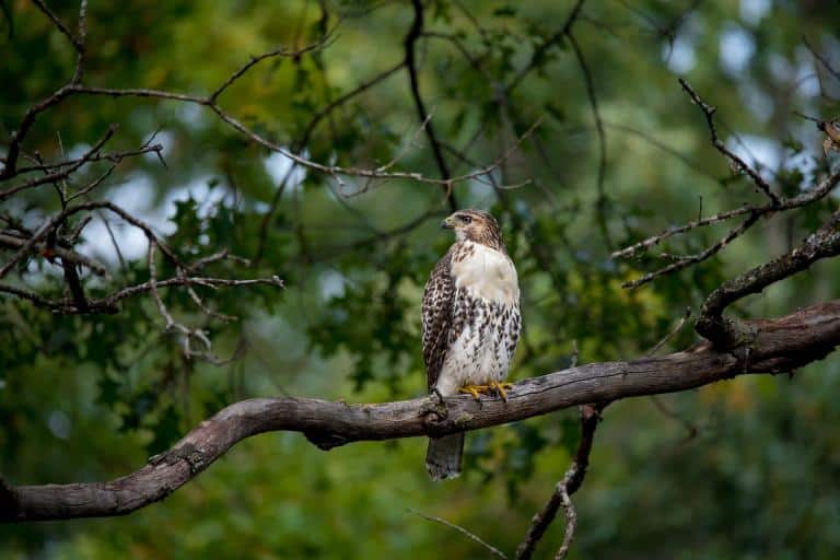 how to keep hawks away from chickens hawk in tree