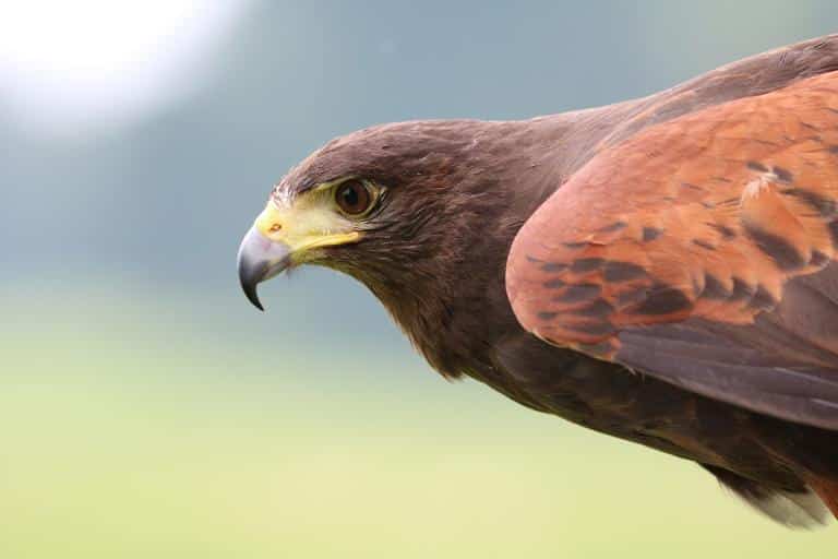 how to keep hawks away from chickens hawks