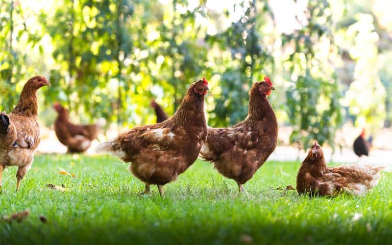 rooster and chickens in the farmyard- how to keep hawks away from chickens