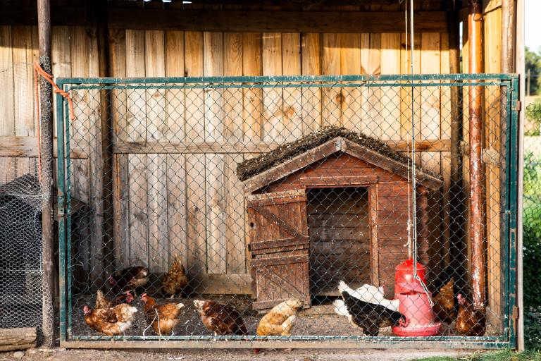 how to keep hawks away from chickens