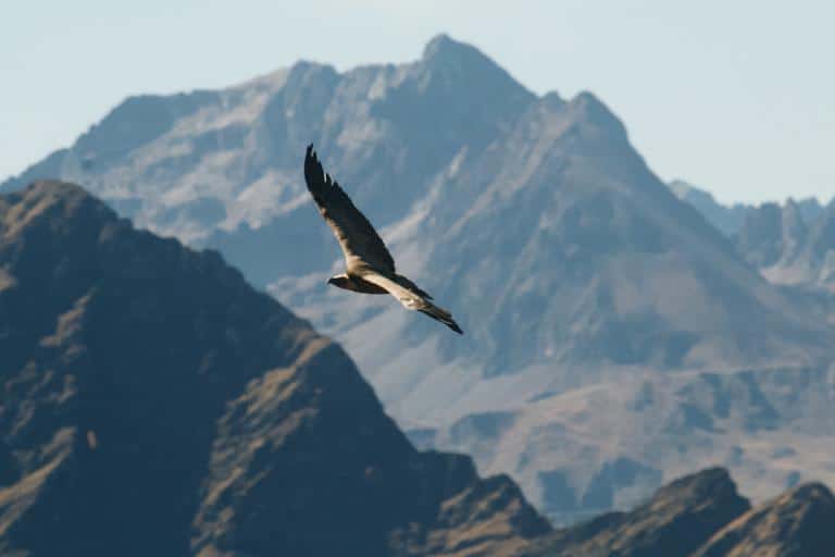 majestic hawk flying high above the rocky mountains at dawn