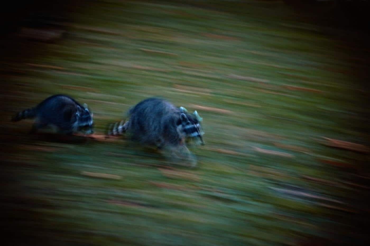 How to Keep Raccoons Away from Chickens 7 Helpful Tips