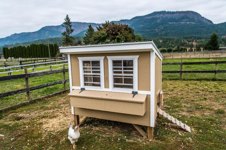 how to keep raccoons away from chickens chicken coop