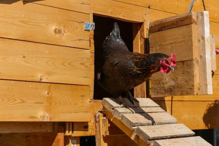 how to keep raccoons away from chickens chicken coop doors 1