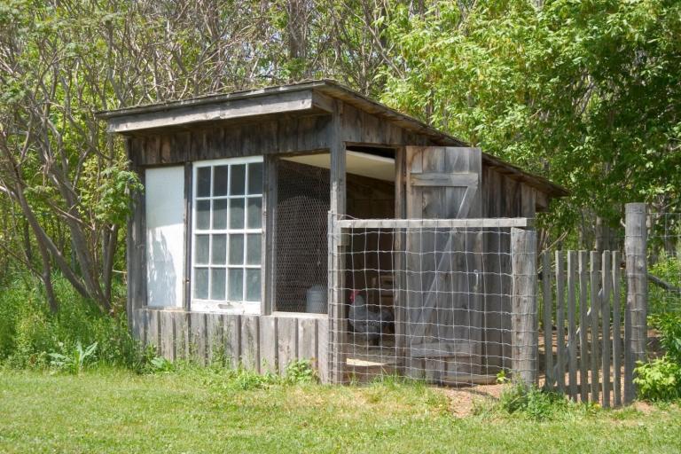 how to keep raccoons away from chickens chicken coop fence 1