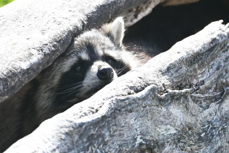 how to keep raccoons away from chickens hiding