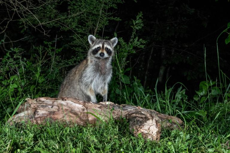 how to keep raccoons away from chickens raccoon at night