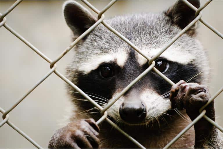 how to keep raccoons away from chickens raccoon being smart 2