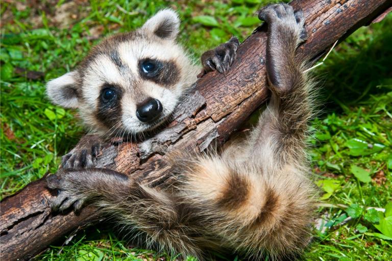 how to keep raccoons away from chickens raccoon climbing