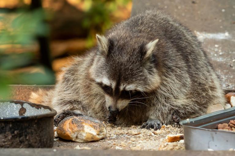 how to keep raccoons away from chickens raccoon eating 1