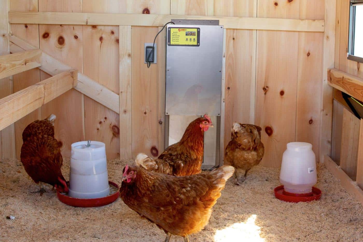 chicken coop essentials