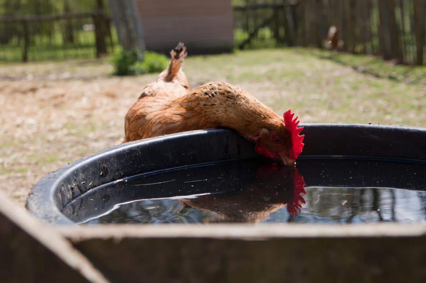 chicken drinking water