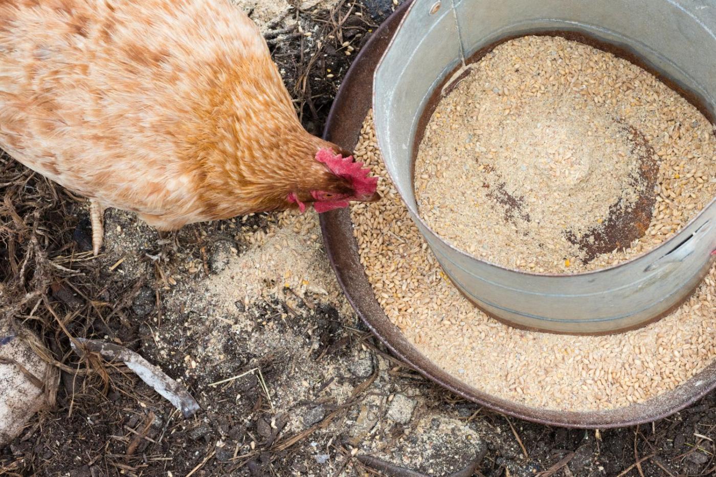 chicken feeders