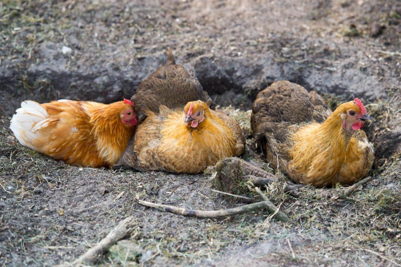 chickens dust bathing