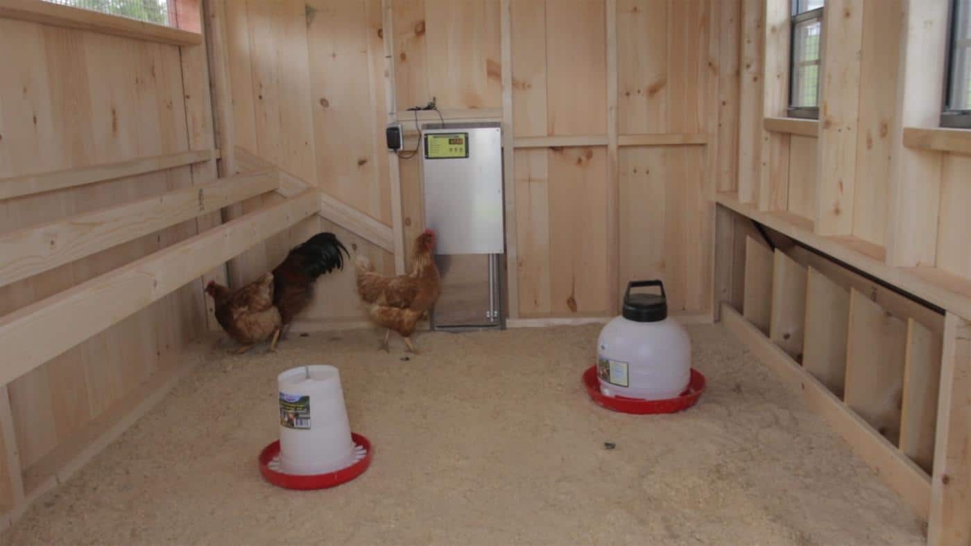 chicken coop auto door against chicken predators