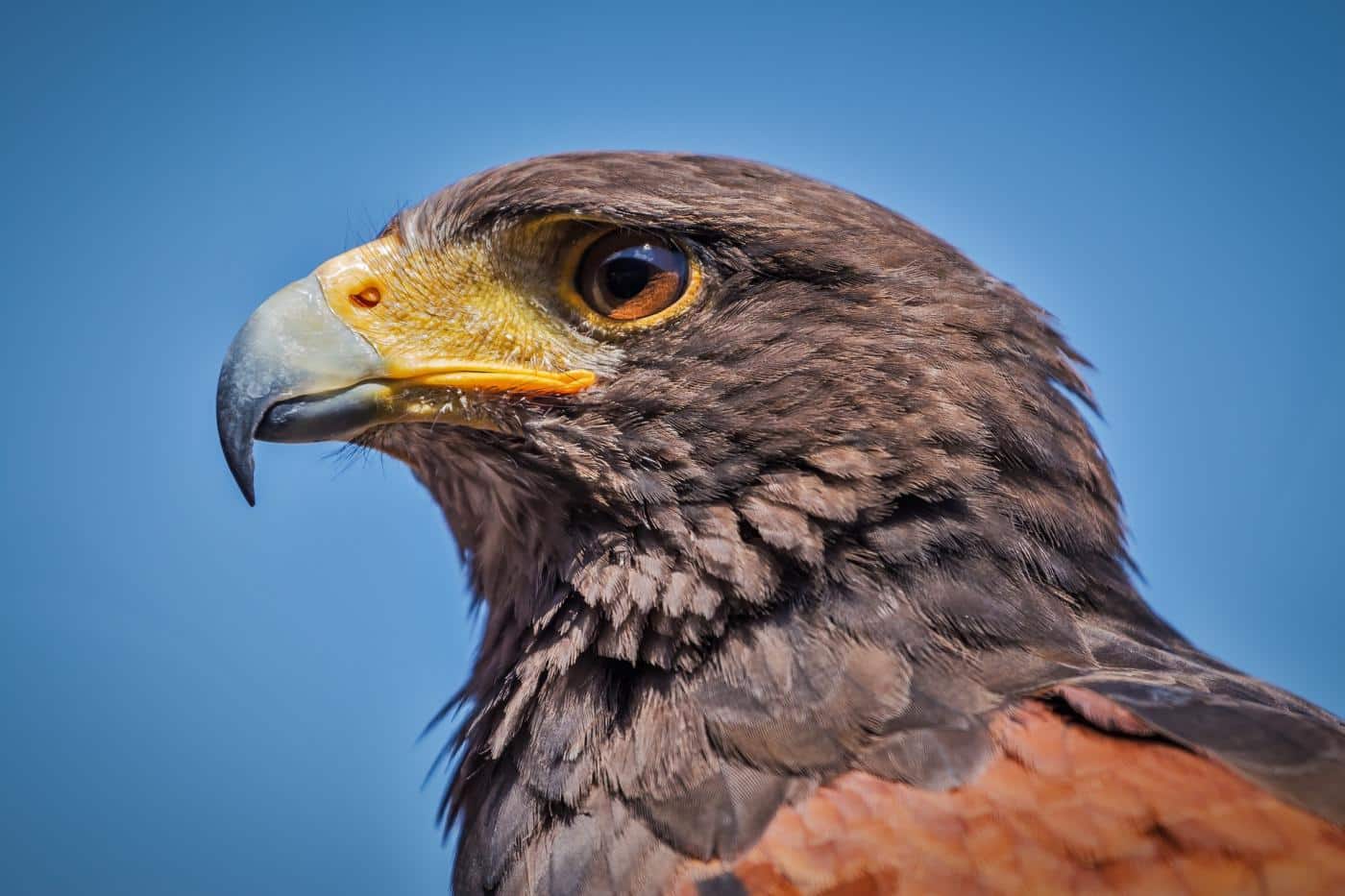 chicken predator hawk