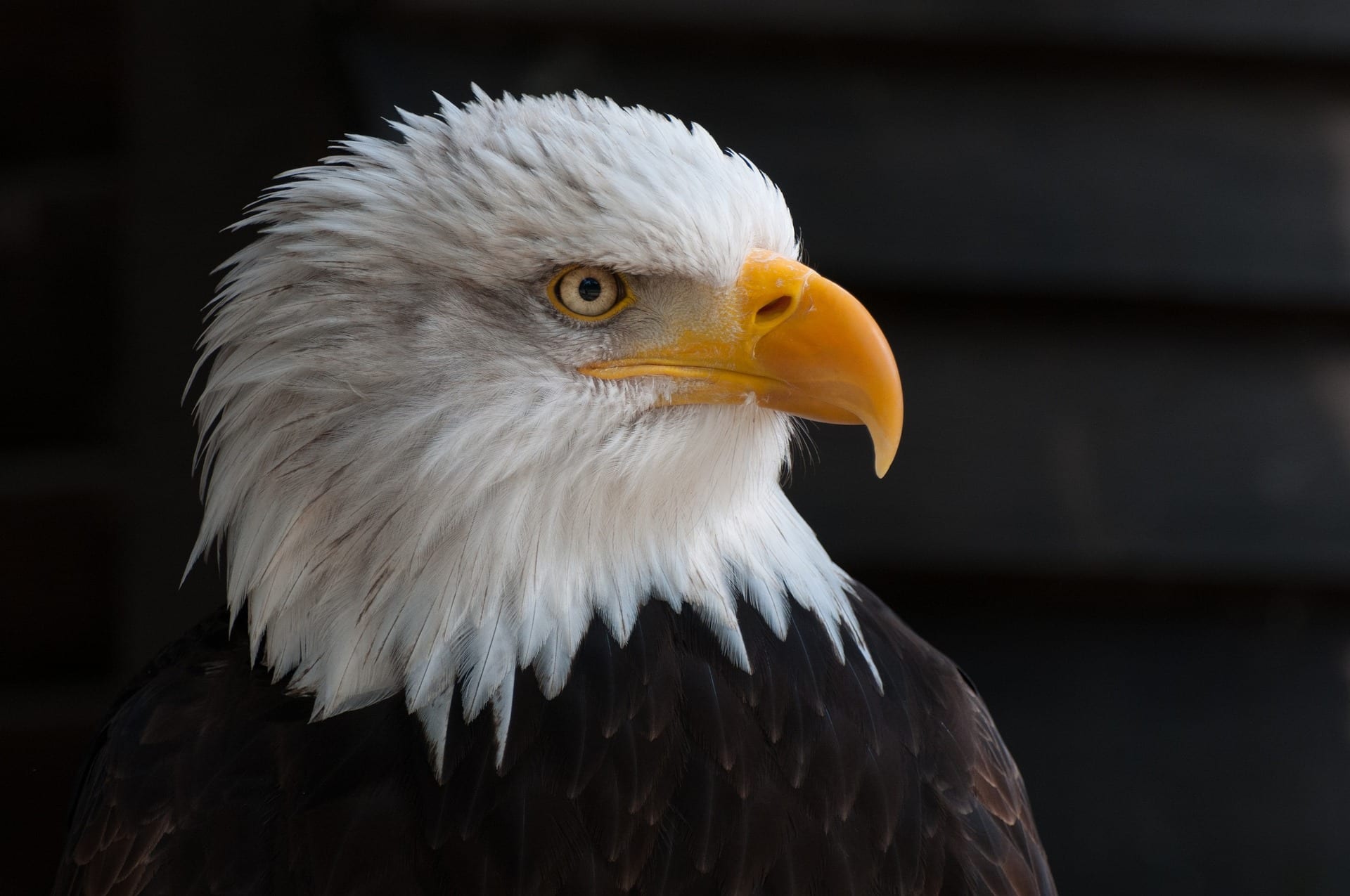 eagles chicken predator