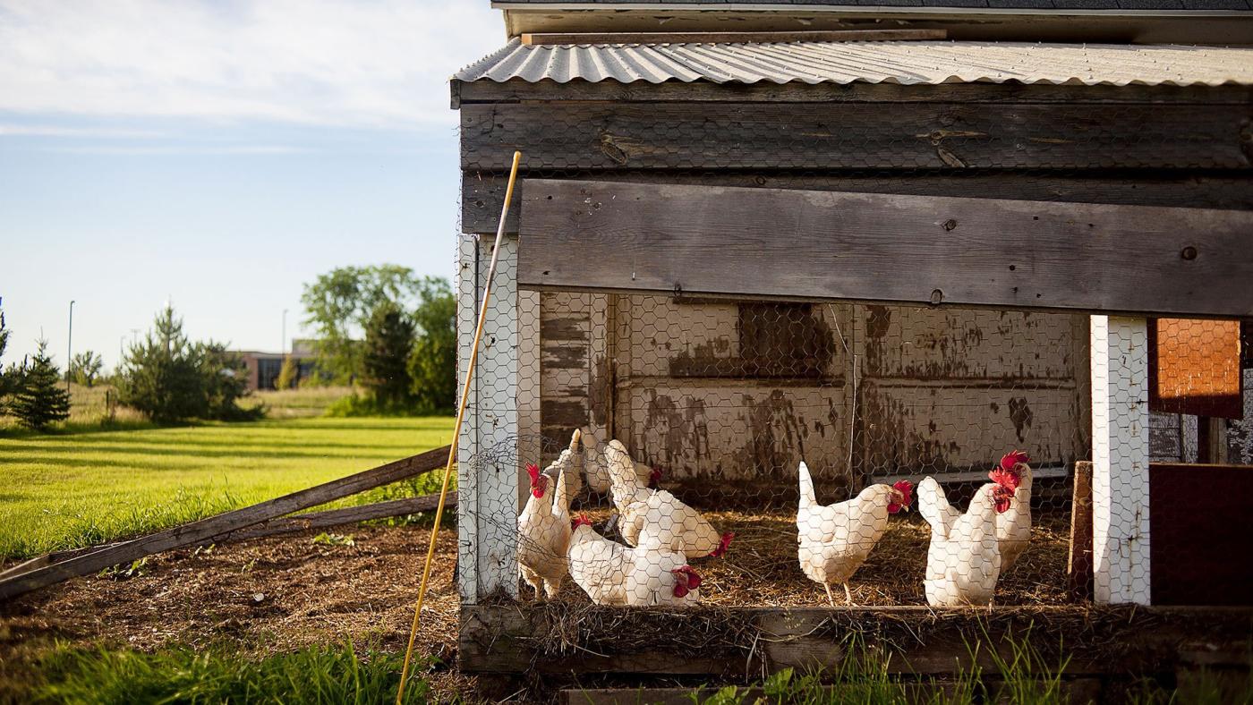 7 deadliest chicken predators chickens in a coop